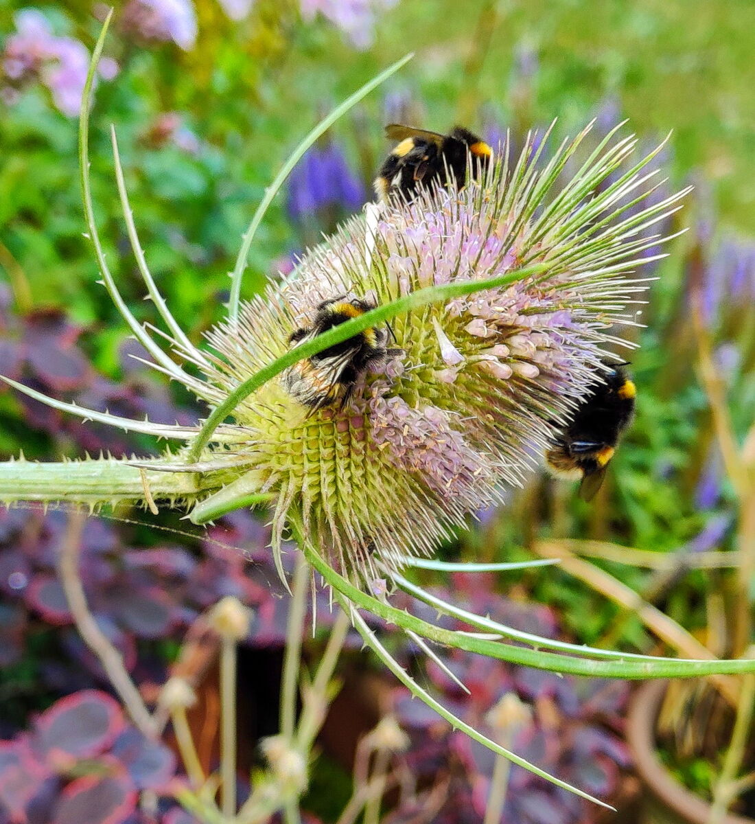 Teasel head and bees